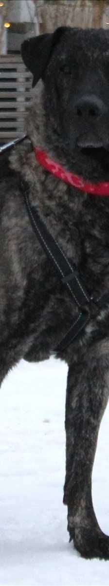 PATROKLE – Mix, Männchen, 5 Monate, 81829 München – Foto 2