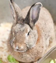 Mia – Kaninchen / Mix, Weibchen, Alter unbekannt, 13057 Berlin – Foto 2