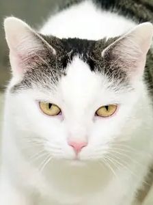 Rosa – EKH, Weibchen, 4 Jahre 3 Monate, 90537 Feucht – Foto 1