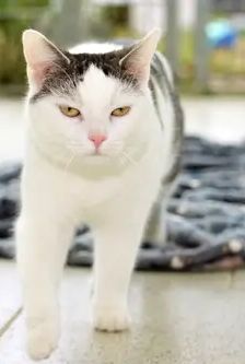 Rosa – EKH, Weibchen, 4 Jahre 3 Monate, 90537 Feucht – Foto 3