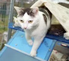 Rosa – EKH, Weibchen, 4 Jahre 3 Monate, 90537 Feucht – Foto 5