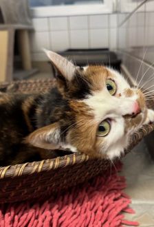 Lucy – EKH, Weibchen, 9 Jahre, 97074 Würzburg – Foto 1