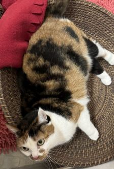 Lucy – EKH, Weibchen, 9 Jahre, 97074 Würzburg – Foto 2