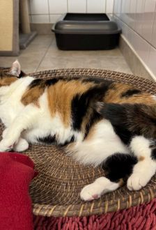 Lucy – EKH, Weibchen, 9 Jahre, 97074 Würzburg – Foto 3