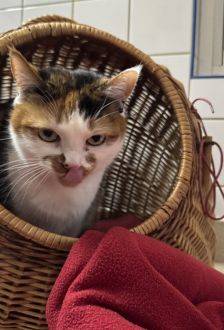 Lucy – EKH, Weibchen, 9 Jahre, 97074 Würzburg – Foto 4