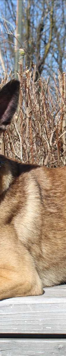SPIRIT – Malinois, Männchen, 1 Jahr, 81829 München – Foto 1