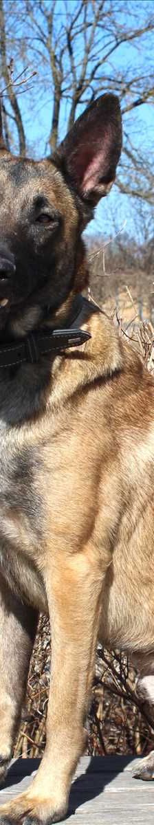 SPIRIT – Malinois, Männchen, 1 Jahr, 81829 München – Foto 2