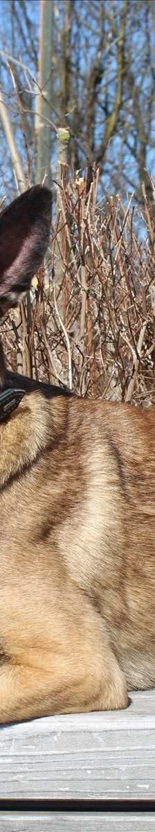 SPIRIT – Malinois, Männchen, 1 Jahr, 81829 München – Foto 3