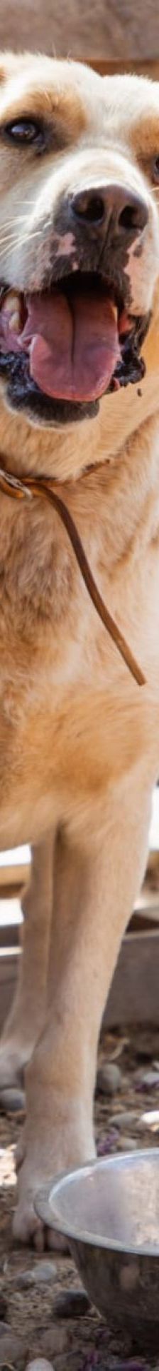 Alfonso – Bracke-Mischling, Männchen, 23 Monate, Nordic Strays e.V. – Foto 1