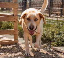 Alfonso – Bracke-Mischling, Männchen, 23 Monate, Nordic Strays e.V. – Foto 3