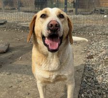 Alfonso – Bracke-Mischling, Männchen, 23 Monate, Nordic Strays e.V. – Foto 4