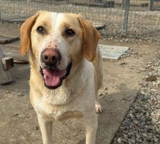 Alfonso – Bracke-Mischling, Männchen, 23 Monate, Nordic Strays e.V. – Foto 5