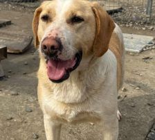 Alfonso – Bracke-Mischling, Männchen, 23 Monate, Nordic Strays e.V. – Foto 6