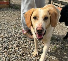Alfonso – Bracke-Mischling, Männchen, 23 Monate, Nordic Strays e.V. – Foto 7