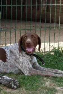 Tchoupie – Deutsch Kurzhaar, Weibchen, 3 Jahre, 97074 Würzburg – Foto 3