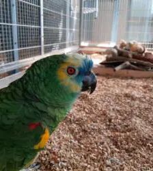 Billy – Blaustirnamazone, Männchen, 19 Jahre, 13057 Berlin – Foto 2