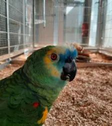 Billy – Blaustirnamazone, Männchen, 19 Jahre, 13057 Berlin – Foto 3