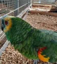 Billy – Blaustirnamazone, Männchen, 19 Jahre, 13057 Berlin – Foto 4