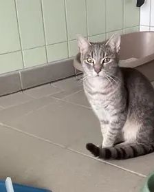 Neo – EKH, Männchen, 1 Jahr, 90537 Feucht – Foto 1