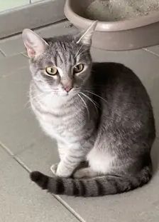 Neo – EKH, Männchen, 1 Jahr, 90537 Feucht – Foto 2