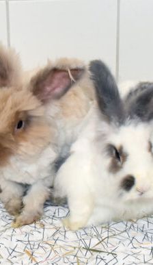 Mary-Lou – Angorakaninchen, Weibchen, 1 Jahr 10 Monate, 90537 Feucht – Foto 1