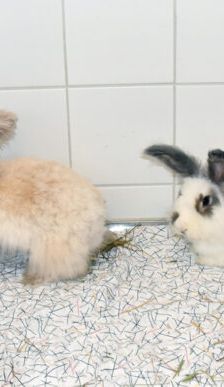 Mary-Lou – Angorakaninchen, Weibchen, 1 Jahr 10 Monate, 90537 Feucht – Foto 4