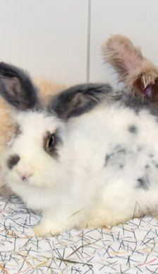 Mary-Lou – Angorakaninchen, Weibchen, 1 Jahr 10 Monate, 90537 Feucht – Foto 5