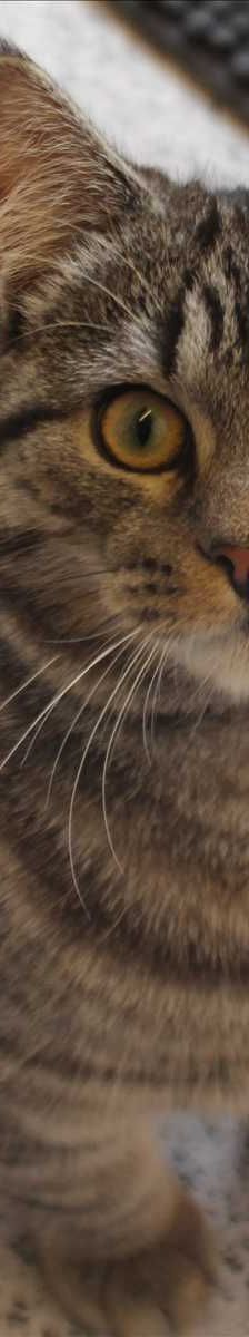 TOMMY – Europäisch Kurzhaar, Männchen, 8 Monate, 81829 München – Foto 1