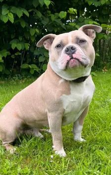 WOODY – American Bully, Männchen, 6 Jahre, 26389 Wilhelmshaven – Foto 1