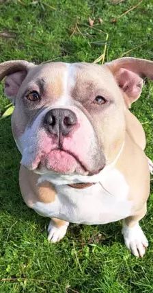WOODY – American Bully, Männchen, 6 Jahre, 26389 Wilhelmshaven – Foto 2