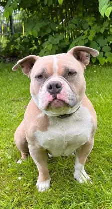 WOODY – American Bully, Männchen, 6 Jahre, 26389 Wilhelmshaven – Foto 3