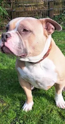 WOODY – American Bully, Männchen, 6 Jahre, 26389 Wilhelmshaven – Foto 4