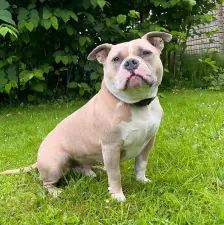WOODY – American Bully, Männchen, 6 Jahre, 26389 Wilhelmshaven – Foto 5