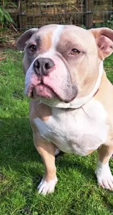 WOODY – American Bully, Männchen, 6 Jahre, 26389 Wilhelmshaven – Foto 6
