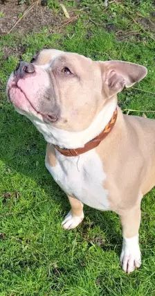 WOODY – American Bully, Männchen, 6 Jahre, 26389 Wilhelmshaven – Foto 7