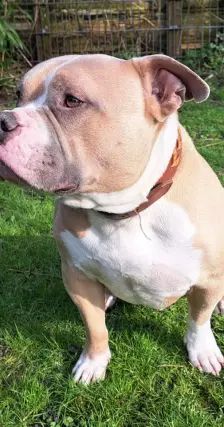 WOODY – American Bully, Männchen, 6 Jahre, 26389 Wilhelmshaven – Foto 8