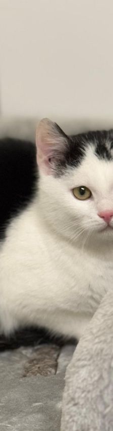 Patches – EHK, Männchen, 8 Monate, 37520 Osterode – Foto 1