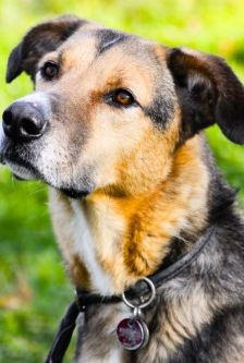 Lucius – Herdenschutzhund-Schäferhund-Mix, Männchen, 3 Jahre, 70195 Stuttgart-Botnang – Foto 1