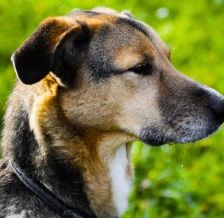 Lucius – Herdenschutzhund-Schäferhund-Mix, Männchen, 3 Jahre, 70195 Stuttgart-Botnang – Foto 2