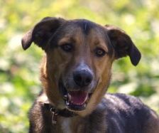 Lucius – Herdenschutzhund-Schäferhund-Mix, Männchen, 3 Jahre, 70195 Stuttgart-Botnang – Foto 11