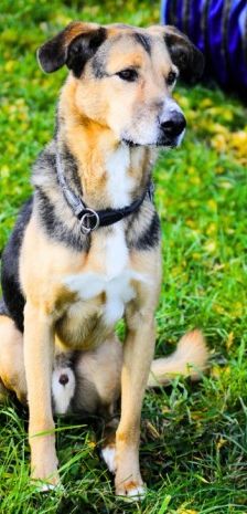 Lucius – Herdenschutzhund-Schäferhund-Mix, Männchen, 3 Jahre, 70195 Stuttgart-Botnang – Foto 3