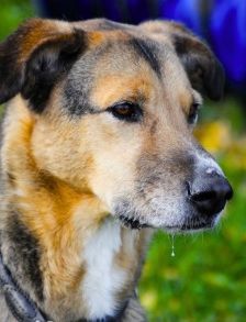 Lucius – Herdenschutzhund-Schäferhund-Mix, Männchen, 3 Jahre, 70195 Stuttgart-Botnang – Foto 5