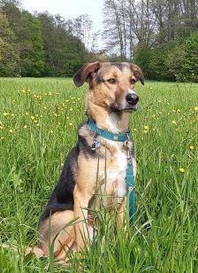 Lucius – Herdenschutzhund-Schäferhund-Mix, Männchen, 3 Jahre, 70195 Stuttgart-Botnang – Foto 6