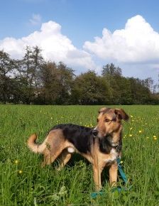 Lucius – Herdenschutzhund-Schäferhund-Mix, Männchen, 3 Jahre, 70195 Stuttgart-Botnang – Foto 7