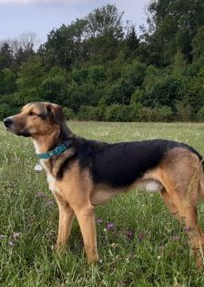 Lucius – Herdenschutzhund-Schäferhund-Mix, Männchen, 3 Jahre, 70195 Stuttgart-Botnang – Foto 8