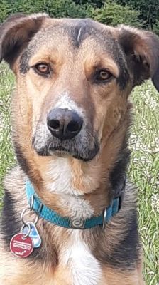 Lucius – Herdenschutzhund-Schäferhund-Mix, Männchen, 3 Jahre, 70195 Stuttgart-Botnang – Foto 9