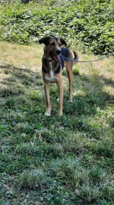 Lucius – Herdenschutzhund-Schäferhund-Mix, Männchen, 3 Jahre, 70195 Stuttgart-Botnang – Foto 10