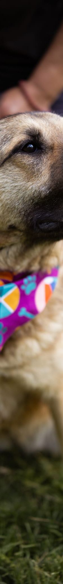 Jenni – Mischling, Weibchen, 2 Jahre, Nordic Strays e.V. – Foto 2