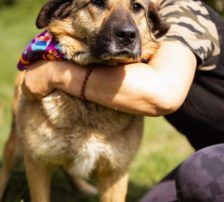 Jenni – Mischling, Weibchen, 2 Jahre, Nordic Strays e.V. – Foto 6