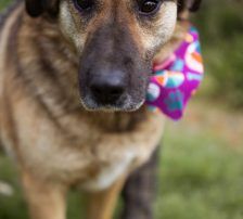 Jenni – Mischling, Weibchen, 2 Jahre, Nordic Strays e.V. – Foto 7